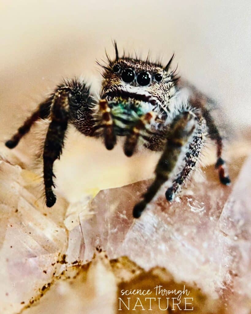closeup image of a jumping spider 